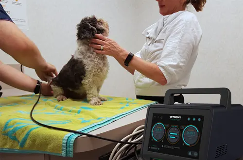 Kas laserteraapia töötab koertel?