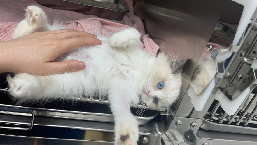 VetMedixi juhtumite jagamine 丨 441-st tingitud lokaalse nahaturse ja karvade eemaldamise suure võimsusega veterinaarne laserravi