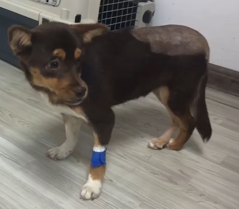 VetMedixi juhtumi jagamine 丨 atsetakulaarsete fossa ja reieluumurdude suure võimsusega laserravi