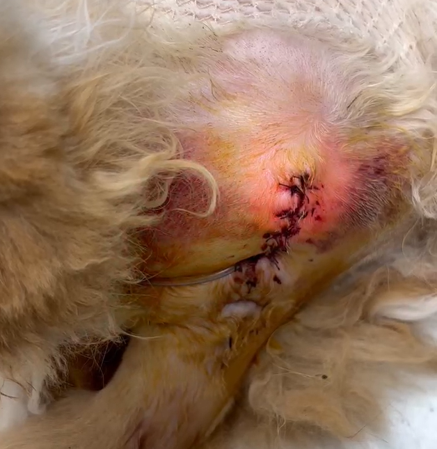 VetMedixi juhtumi jagamine 丨 Suure võimsusega laser parandab usutavat haavu