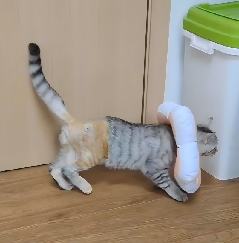 VetMedixi juhtumi jagamine 丨 reieluu sääreluumurdude suur laserravi