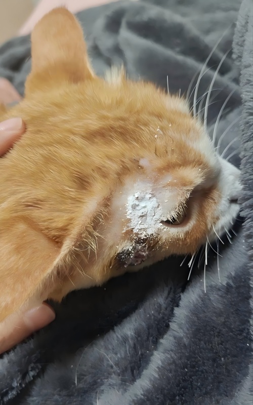 Vetmedixi juhtumite jagamine 丨 Suure energiatarbega laserteraapia rakendusjuht nahahaavandite ravis