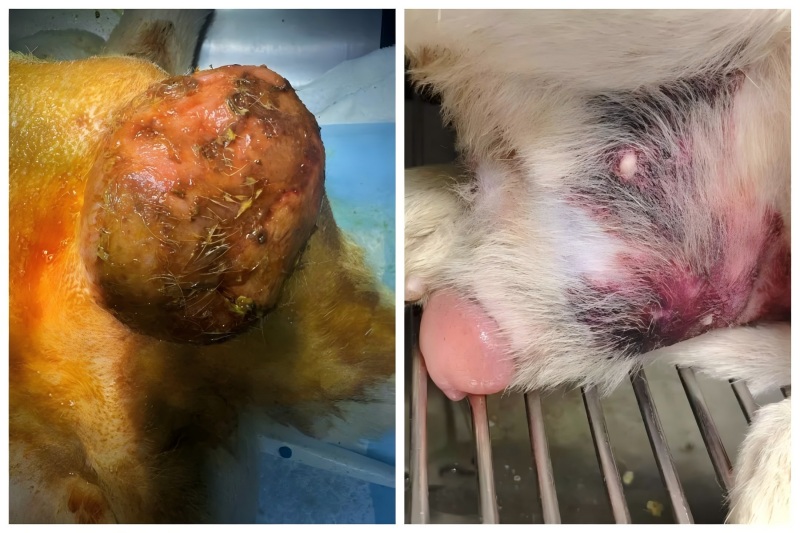 Vetmedixi juhtumite jagamine 丨Suure energiaga laserteraapia rakendamine eesnäärme suurenemise ravis