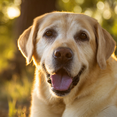 VetMedixi juhtumite jagamine 丨 Suure energiatarbega laserteraapia rakendusjuht operatsioonijärgsete mitteparanevate perianaalsete kasvajate ravis